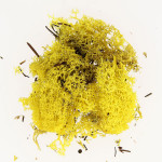 Mousse naturelle Lichen Jaune 50 g